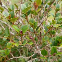 Syzygium oliganthum Thwaites